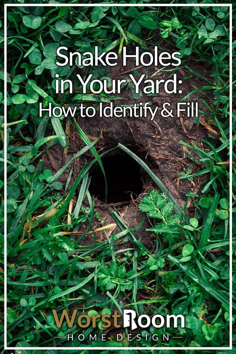 Snake Holes in Your Yard: How to Identify & Fill How To Keep Snakes Out Of Garden, Snake Free Landscaping, Getting Rid Of Snakes In Yard, How To Repel Snakes From Yard, Best Snake Repellent, Snake Proof Yard, Snake Proof Garden, Snake Proof Fence, How To Get Rid Of Snakes Around House