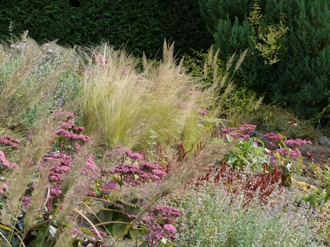 Lovely perennial planting to replace a difficult to mow grass bank. Landscape Ideas For Steep Bank, Grass Banks Landscape Design, Planting On A Slope, Planting In Drifts Garden Design, Avalanche Feather Reed Grass Landscaping, Grass With Purple Flowers, No Mow Grass, Aberdeenshire Scotland, Landscaping On A Hill