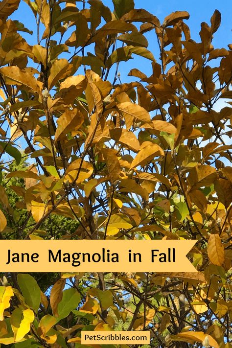 Jane Magnolia is known for beautiful Spring flowers, but what happens to a Jane Magnolia tree in Fall? Does it have any color? Here are the answers! Magnolia Jane, Jane Magnolia Tree Landscaping, Magnolia Jane Tree, Plants Under Magnolia Tree, Magnolia Tree Landscaping, Jane Magnolia Tree, Jane Magnolia, Little Gem Magnolia Tree, Fairy Magnolia Tree