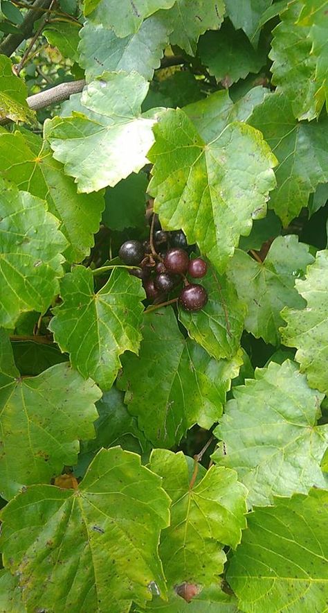 Florida Native Plants, How To Make Jelly, Grape Uses, Native Plant Gardening, Plant Growing, Gourmet Cooking, Growing Grapes, Sweet Wine, Fruit Salad Recipes