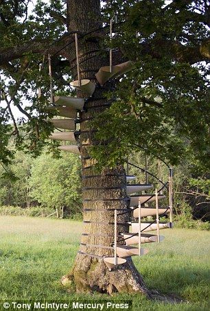 No limit: The modular design has no structural height limits so there's no tree too high t... Modular Staircase, Zip Line Backyard, Building A Treehouse, Backyard Trees, Winding Staircase, Tree House Designs, Tree Canopy, Blue Forest, Spiral Staircase