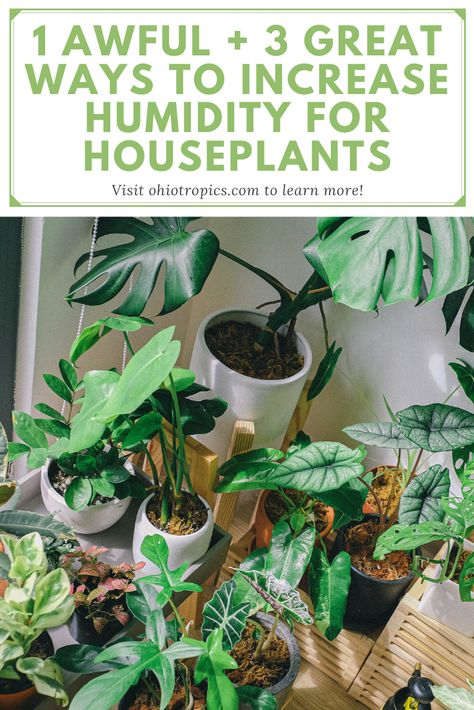 How To Increase Humidity For Plants, Increase Humidity For Plants, Humidity Loving Houseplants, Humidity Tray For Plants, Humidity Plants, Indoor Plants Ideas Decor, Indoor Plant Ideas, Easy Houseplants, Houseplant Tips