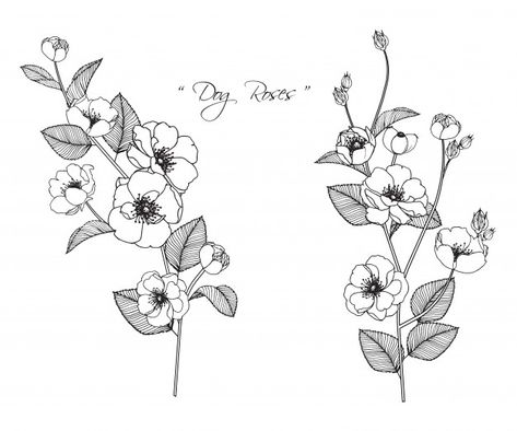 Dog Rose Flower Drawing, Dog Rose Flower, Rose Outline, Rose Flower Tattoos, Dog Rose, Card Flowers, Flower Drawings, Rose Drawing, Leg Tattoo