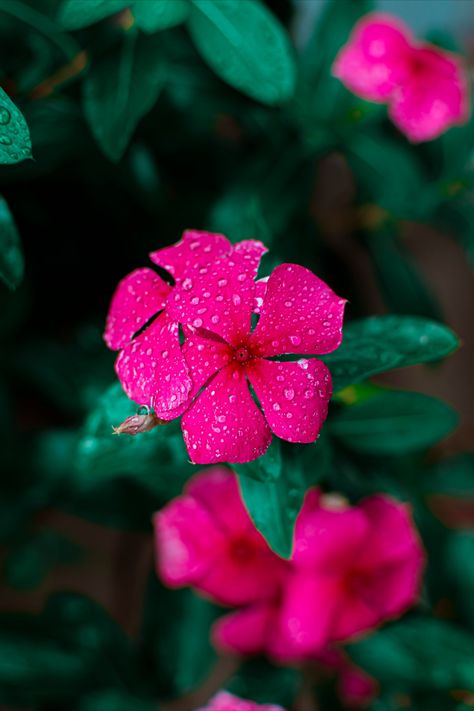 A small droplet of rain in the flower after a heavy rainfall. #nepal @1800flowers #nikon #photography Rainy Day Flowers Rain Drops, Rain And Flowers Photography, Flower In Rain Photography, Rain Flowers Aesthetic, Flowers After Rain, Rainy Day Photos, Background Editing, Heavy Rainfall, No Rain No Flowers