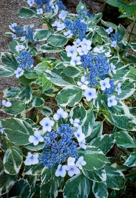 You may be surprised to know that there are even some variegated hydrangea varieties, and ‘Light-O-Day’ bigleaf hydrangea is one of them!The lush and herbaceous looking foliage of this shrub has a fern green center, but the margins are white, and this candid rim at the edges can sometimes creep further into the leaf.But this cultivar is a real champion of colors… And the blossoms demonstrate it quite well… Starting in early summer and continuing till the end of this season. Light O Day Hydrangea, Variegated Hydrangea, California Lilac, Hydrangea Varieties, Bigleaf Hydrangea, Corn Plant, Hydrangea Macrophylla, Foundation Planting, Rose Of Sharon