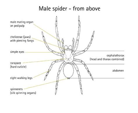 Diagram of Male Spider, view from above Spider Science, Spider Diagram, Spider Unit, Funnel Web Spider, Web Activity, Wolf Spider, Cnidaria, Charlotte's Web, Animal Anatomy