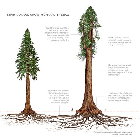 Redwoods and Climate Part 4 - Sempervirens Fund Sequoia Sempervirens, Big Basin, Its Too Late, Santa Cruz Mountains, The Redwoods, Redwood Tree, Redwood Forest, Part 4, Too Late