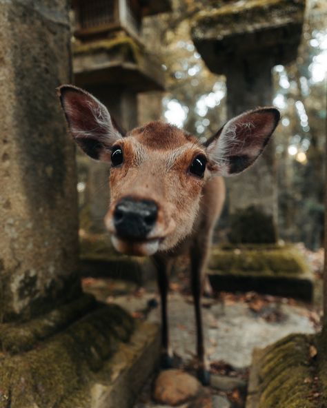 I think it’s time to share some of my cutest photos that I took in Japan. 🇯🇵 Nara Park is famous for its tame deer that roam freely in the area. It’s a unique experience that makes you feel like you’re in a real Disney movie. 🎥 🦌⛩️✨💭 📍Nara Park, Japan 🇯🇵 Are you planning to visit the park or did you already go there? I’d definitely come back in autumn! 🍁 #narapark #visitjapanjp #deerphotography #narajapan #travelinjapan Nara Park, Deer Photography, Visit Kyoto, Nara Japan, History Projects, Disney Movie, Nara, Cute Photos, Japan Travel