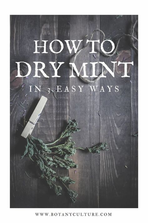 Learning how to dry mint is simple, takes very little hands-on time, and gives you an end product that has an incredibly wide variety of uses. Mint tea, anyone? #minttea #driedmint #howtodrymint #pepperminttea Uses For Dried Mint, How To Preserve Spearmint, How To Preserve Fresh Mint Leaves, How To Dry Mint Leaves For Tea, Drying Mint Leaves For Tea, Peppermint Herb, Drying Mint Leaves, Prevent Food Waste, Hanging Herbs