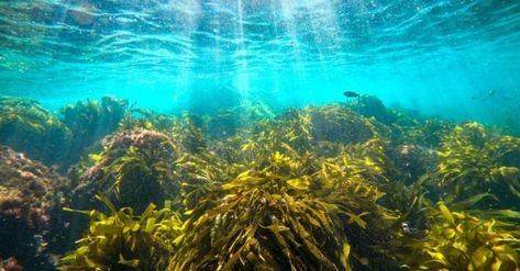 A Local Diving Guide to California’s Catalina Island Kelp Forest, Water House, Scuba Dive, Island Destinations, Catalina Island, Desert Island, Island Tour, Island Travel, Island Vacation