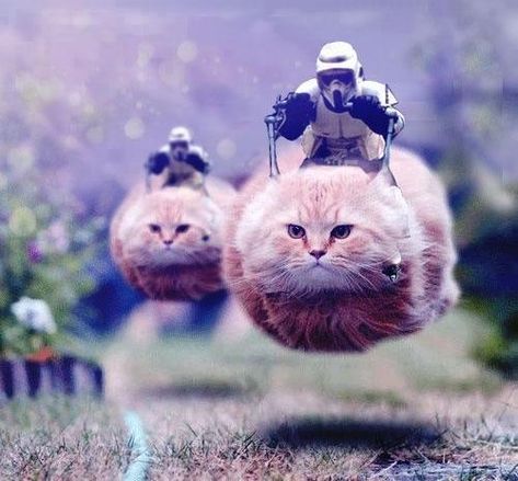 Star Wars Speeder Bike Cats. -- I laughed harder than I should've... Star Wars