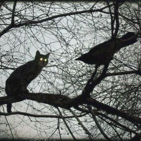 Black Cat Aesthetic, Crows Ravens, Gothic Aesthetic, Season Of The Witch, Witch Aesthetic, Cat Aesthetic, Pics Art, Coraline, Dark Aesthetic