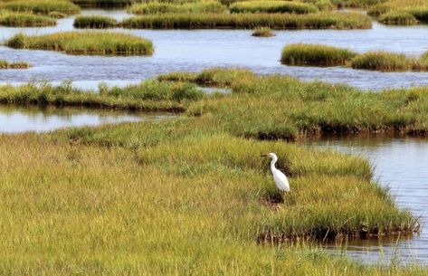 Wetland Park, Salt Marsh, Coastal Plain, Animal Habitats, Water Quality, Mobile Apps, Photo Reference, Natural Environment, Public Space