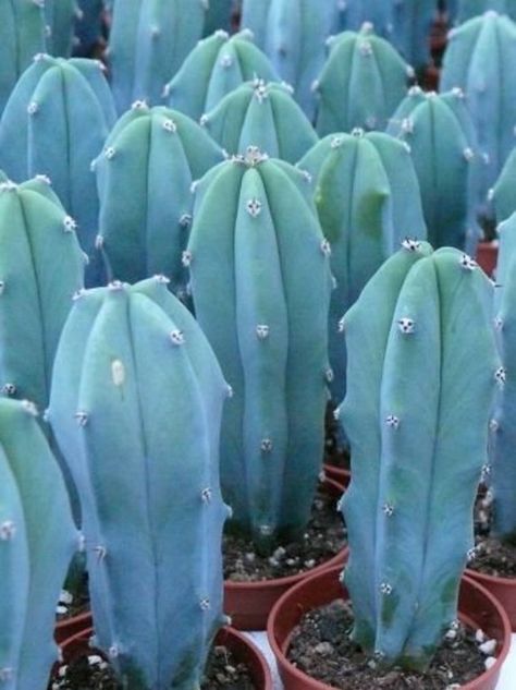 This is for 1 Blue Candle Cactus Myrtillocactus geometrizan healthy rooted and growing. similar in size as the ones in the picture It will also be sent with some free plant lover gift(s) Blue Candle CactusgeometrizanMyrtillocactusBlue CactusBlue Cactus BuyBlue Cactus Orderoffice desk cactusindoor living cactusstarter cactusbaby cactussmall cactiblue cacti Blue Candle Cactus, Myrtillocactus Geometrizans, Cactus Seeds, Blue Candle, Cactus Planta, Blue Cactus, Blue Candles, Free Plants, Plant Lover Gift