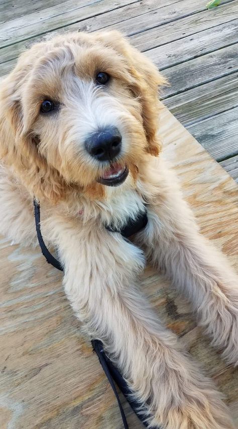 English Cream Goldendoodle Goldendoodle Blonde, English Cream Goldendoodle, Cream Goldendoodle, Mini Aussiedoodles, Goldendoodle Full Grown, English Goldendoodle, Goldendoodle Grooming, Scruffy Dogs, Labradoodle Goldendoodle