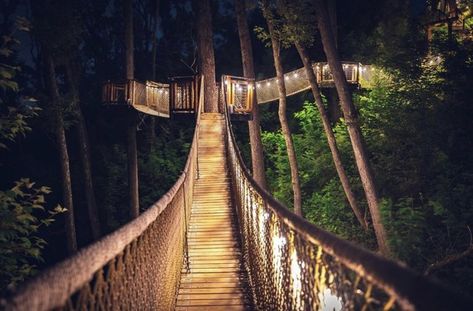 themselves in the forest, it’s best to take Treetop Skywalk, Zipline Adventure, Sky Bridge, Gatlinburg Tennessee, Gatlinburg Tn, Adventure Park, Forest Friends, Walking Trails, Tree Tops