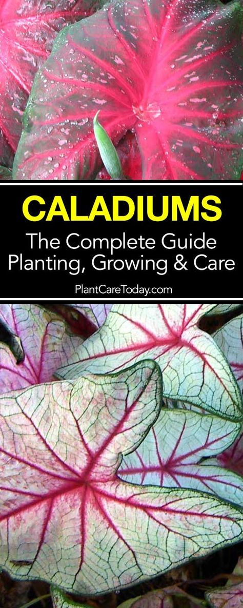 Planting and growing caladium bulbs makes adding color color to the landscape an easy task. They like warm weather, rich soil, and water [LEARN MORE] Caladium Garden, Container Garden Design, Florida Gardening, Acacia Tree, Garden Bulbs, Bathroom Plants, Shade Plants, Landscaping Plants, Shade Garden