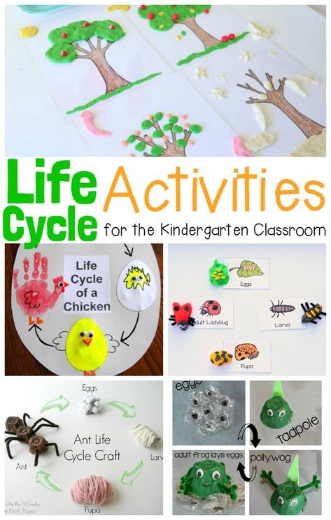 Kids will love these hands-on and engaging life cycle activities! Learn about the life cycle of a plant, life cycle of animals, and so much more! Life Cycle Of Animals, Plants Life Cycle Activities, Life Cycles Kindergarten, Plant Life Cycle Worksheet, Life Cycles Preschool, Life Cycle Activities, Aktiviti Tadika, Insect Life Cycle, Cycle For Kids