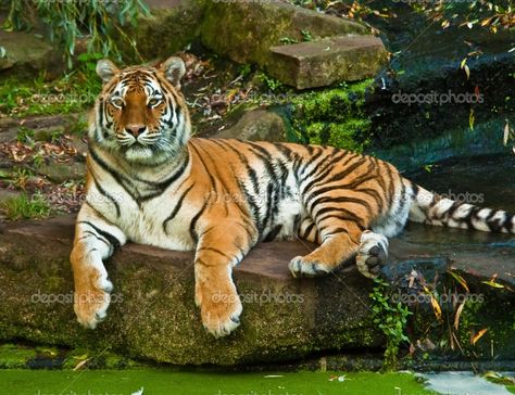 tiger full body Tiger Body Reference, Tiger Lying Down, Tiger Painting Acrylic, Bengali Tiger, Tiger Sitting, Tiger Body, Bio Project, Tiger Photography, Tiger Images