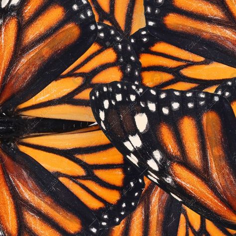 Monarch Butterfly Wings, Monarch Butterflies Art, Butterfly Wings Art, Water Paint Art, Butterfly Wings Pattern, Close Up Art, Butterfly Art Painting, Insect Photography, Wings Drawing