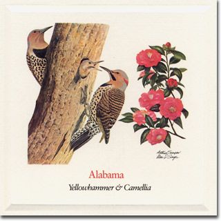 State Flowers, State Of Alabama, Paul Bunyan, American Meadows, Buy Seeds, Seed Shop, Sea To Shining Sea, Alabama State, State Birds