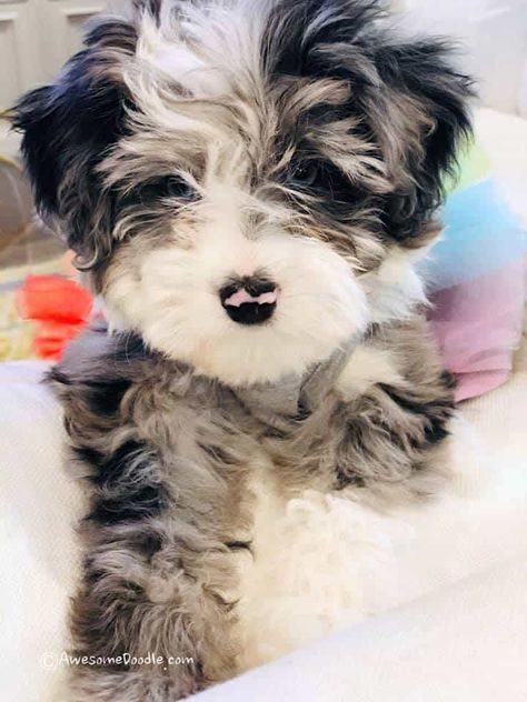 Aussie Doodle Puppy, Aussiedoodle Puppies, Aussie Puppies, White Chest, Doodle Puppy, Labradoodle Puppy, Super Cute Puppies, Mini Blue, Cute Little Puppies