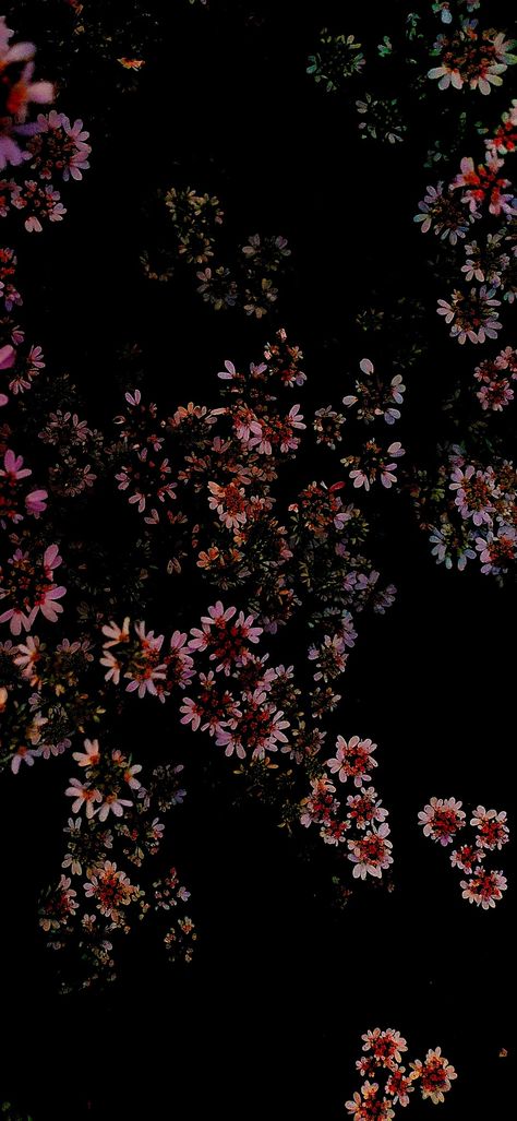 Latest wallpaper Spring Wallpaper Dark, Black And Pink Iphone Wallpaper, Black Pink Wallpaper Backgrounds, Romantic Wallpaper Backgrounds, Pink And Black Wallpaper Iphone, Wallpaper Backgrounds Love, Black Pink Wallpaper, Backgrounds Love, Flowers Dark Background