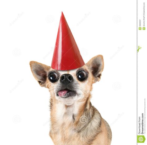 Chihuahua Happy Birthday | A Chihuahua With A Red Birthday Hat On Royalty Free Stock ... Happy Birthday Chihuahua, Too Many Plants, Chi Chi's, Garden Problems, Red Birthday, Chihuahua Love, Birthday Hat, Stock Photography Free, Extreme Weather