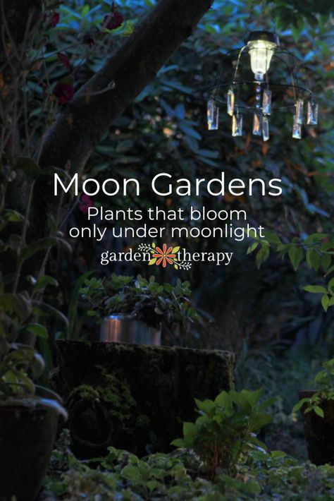 Let the lunar light shine bright on your garden. Moon gardens are mystical spaces that embrace the darkness and contain bright white plants and those that only bloom at night. The result is a beautiful, serene space for enjoying the garden long after the sun has gone. Here’s how to plant your own moon garden: #gardening #moongarden #gardenideas #gardeningtips #night #outdoors #nature #gardentherapy Moonlight Plant, Ethereal Moon, Fence Edging, Acnh Yard, Witchy Garden, Goth Garden, Garden Therapy, Witch Garden, Gothic Garden