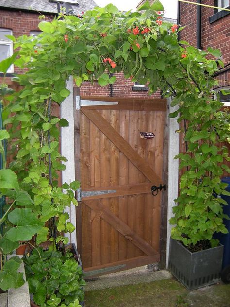 Love these scarlet runner beans on an archway! Ladyhightowers Meme Castle: Wednesday Is Rednesday! Scarlet Runner Bean Runner Beans Support, Runner Bean Support, Scarlet Runner Beans, Growing Beans, Garden Board, Gardening Humor, Greenhouse Ideas, Runner Beans, Garden Inspo