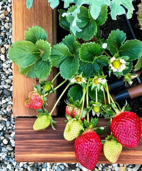 Fresh strawberries still on the vine. Garden Strawberry, Herb Vinaigrette, Strawberry Garden, Fresh Salad, Lemon Herb, Strawberry Salad, Fresh Strawberries, Fresh Salads, How To Make Salad