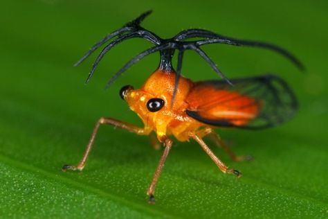 Umbelligerus woldai 1.2 by gernot.kunz, via Flickr  Looks like a helicopter Unique Insects, Crazy Creatures, Mystic Creatures, Weird Insects, Amazing Insects, Leafhopper, Creepy Crawlers, Cool Insects, Strange Creatures