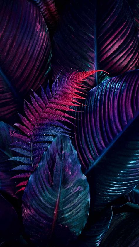 Iphone Wallpapers Hd, Neon Jungle, Wallpapers Ipad, Nightclub Design, Reflection Art, Amoled Wallpapers, Nature Iphone Wallpaper, Ipad Wallpapers, Ipad Background