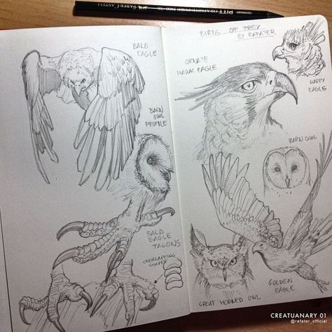 Drawing Hands, Animal Study, Illustration Art Girl, Arte Sketchbook, Animal Sketches, Sketchbook Inspiration, Bird Drawings, 판타지 아트, Drawing Tutorials