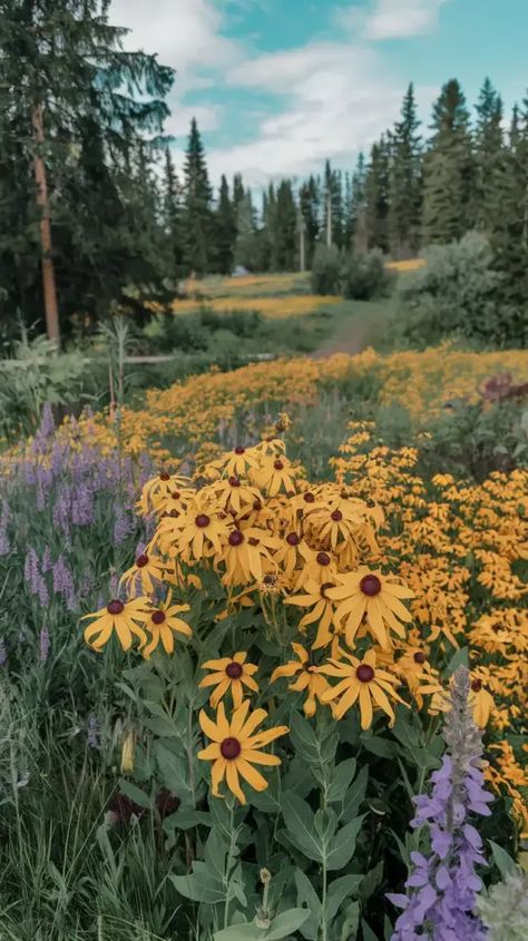 A photo of a meadow with a field of yellow flowers with purple flowers scattered throughout. The yellow flowers are Black-eyed Susans, and the purple flowers are Purple Verbena. There are also Purple Salvia and Golden Yarrow in the background. The meadow is surrounded by trees, and there's a path leading into the meadow. The sky is clear with a few clouds. Golden Yarrow, Field Of Yellow Flowers, Purple Verbena, Purple Salvia, Flower Garden Design, Unique Flower, Black Eyed, Black Eyed Susan, The Meadows