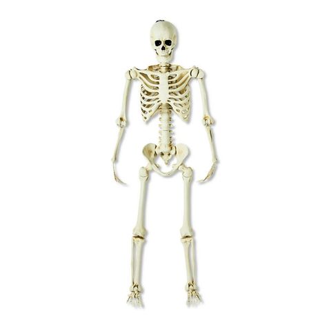 Walmart Business | Save Time, Money and Hassle Life Size Skeleton, Posable Skeleton, Halloween Skeleton Decorations, Plastic Skeleton, Skeleton Decorations, Halloween 3d, Pumpkin Head, Halloween Displays, Skull Decor