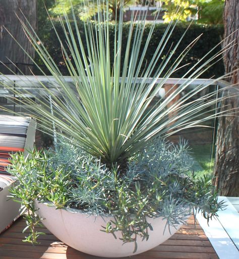 Nolina Nelsonii, Mcm Garden, Balcony Gardens, Silver Plant, Architectural Plants, Narrow Garden, Australian Native Garden, Potted Plants Outdoor, Pot Garden