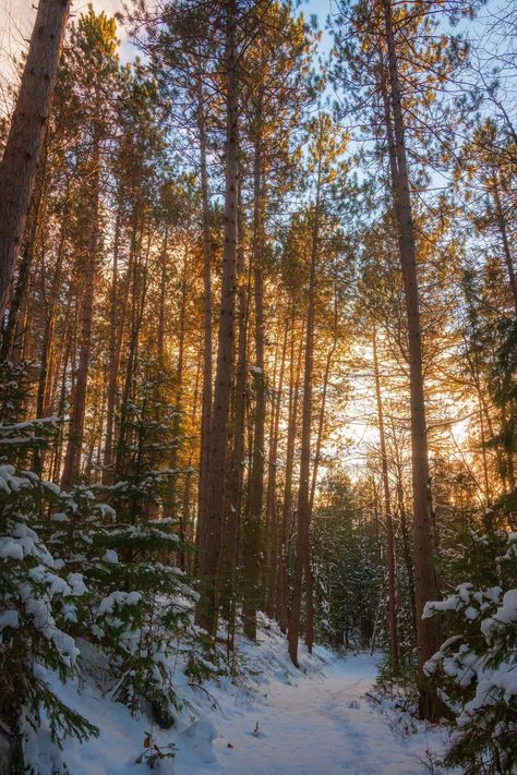 Wisconsin Woods, Wisconsin Aesthetic, November Sunset, Website Aesthetic, Wisconsin Winter, Nature Photography Tips, Northern Wisconsin, Amazing Landscapes, Fear Of Flying