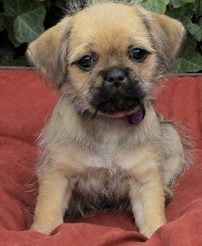 Yorkshire Terrier Pug cross Pug Mixed Breeds, Pug Cross, Boston Terrier Pug, Designer Dogs Breeds, Cutest Kittens, Pug Mix, Hybrid Dogs, Yorkshire Terrier Puppies, Mixed Breed Dogs