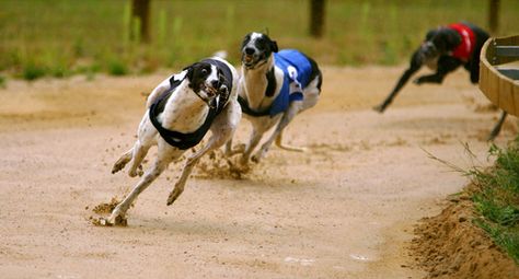 15 Fastest Dog Breeds Lure Coursing, Hen Weekend, Stag Party, Grey Hound Dog, Popular Dog, Sporting Dogs, Greyhound, Bananas, Hen