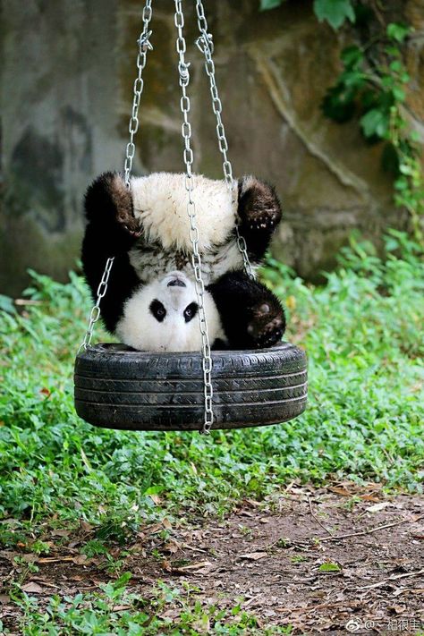 Master YOGA 🐼 Baby Panda Bears, Giant Pandas, Panda Art, Cute Panda Wallpaper, Image Chat, Panda Love, Giant Panda, Baby Panda, Chengdu