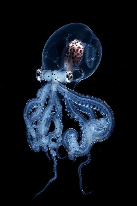 Blackwater Photographer Captures A Young Octopus With A Transparent Head, And You Can Even See Its Brain | Bored Panda Deep Sea Animals, Concept Reference, Foto Muro Collage, Jellyfish Pictures, Sony World Photography Awards, Creature Marine, Fauna Marina, Sea Diving, Deep Sea Diving