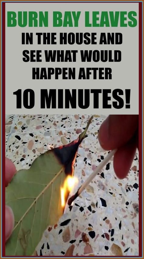 Burn Bay Leaves In The House And See What Would Happen After 10 Minutes! Burn Bay Leaves, Bay Laurel Tree, Burning Bay Leaves, Laurel Tree, Health Dinner, Diy Hair Care, Health Dinner Recipes, Bay Leaves, Healthy Skin Care