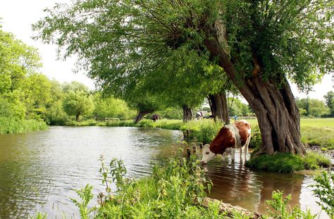 Country Scenes, Country Farm, English Countryside, Country Life, Farm Life, Country Living, Great Britain, Farm Animals, Landscape Art