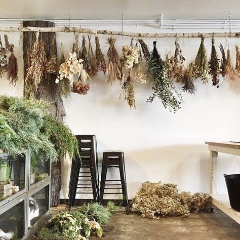 La recogida de hojas y flores Dried Plants, The Wall, Dried Flowers, A Table, Herbs, Ceiling, Plants, Flowers, Wall