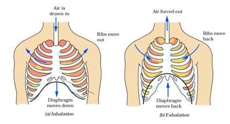 Class 7 science notes on respiration in organisms. Covers both respiration in animals and plants. Science Diagrams, Heart Diagram, Non Communicable Disease, Bacterial Diseases, Trigger Point Therapy, Trigger Point, Science Notes, Biology Notes, Birthday Card Design