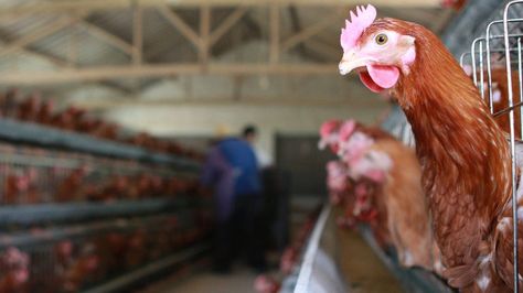 Housing order for Irish poultry over bird flu fears. Kfc Chicken Coop, Chicken Coop Ideas, Broiler Chicken, Mercy For Animals, First Human, Worker Safety, Kfc Chicken, Coop Ideas, Animal Groups