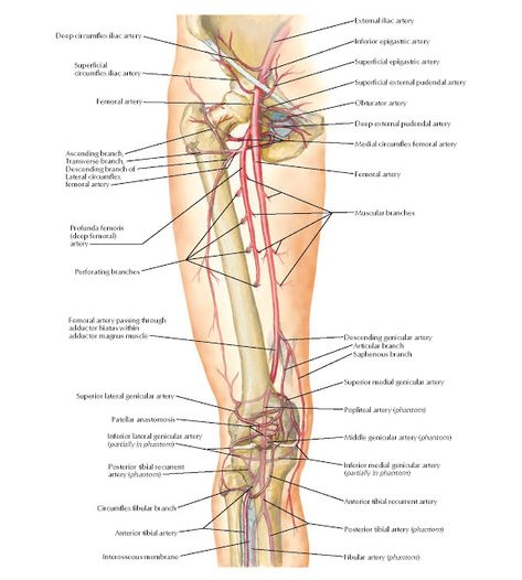 Arteries of Thigh and Knee Anatomy   External iliac artery, Inferior epigastric artery, Superficial epigastric artery, Superficial extern... Knee Anatomy, Lower Limb Muscles, Hip Anatomy, Femoral Nerve, Leg Anatomy, Human Body Organs, Human Body Anatomy, Lower Extremity, Nursing School Tips