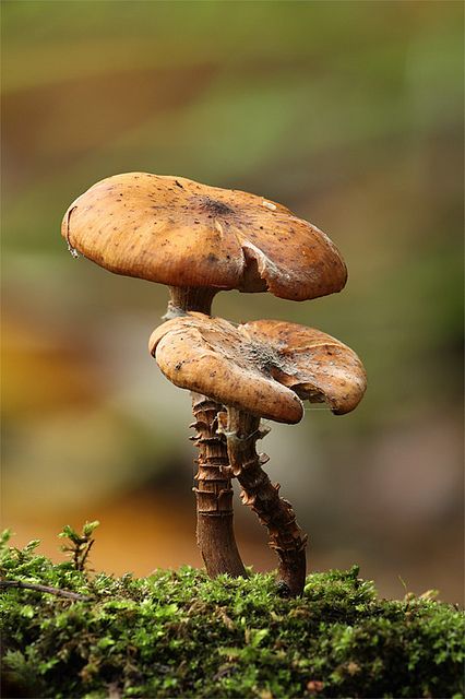 Macro Fotografie, Macro Photography Tips, Lichen Moss, Mushroom Pictures, Moss Covered, Mushroom Fungi, Wild Mushrooms, Mushroom Art, Plant Life