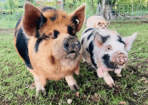 Kunekune Pigs ~ Raising Kunekunes on the Homestead Meat Pigs Breeds, Kunekune Pigs Care, Kune Kune Pigs Care, Raising Pigs For Beginners, Pig Symbolism, Kunekune Pig Pen, Homestead Pigs, Pig Pen Ideas, Potbellied Pigs